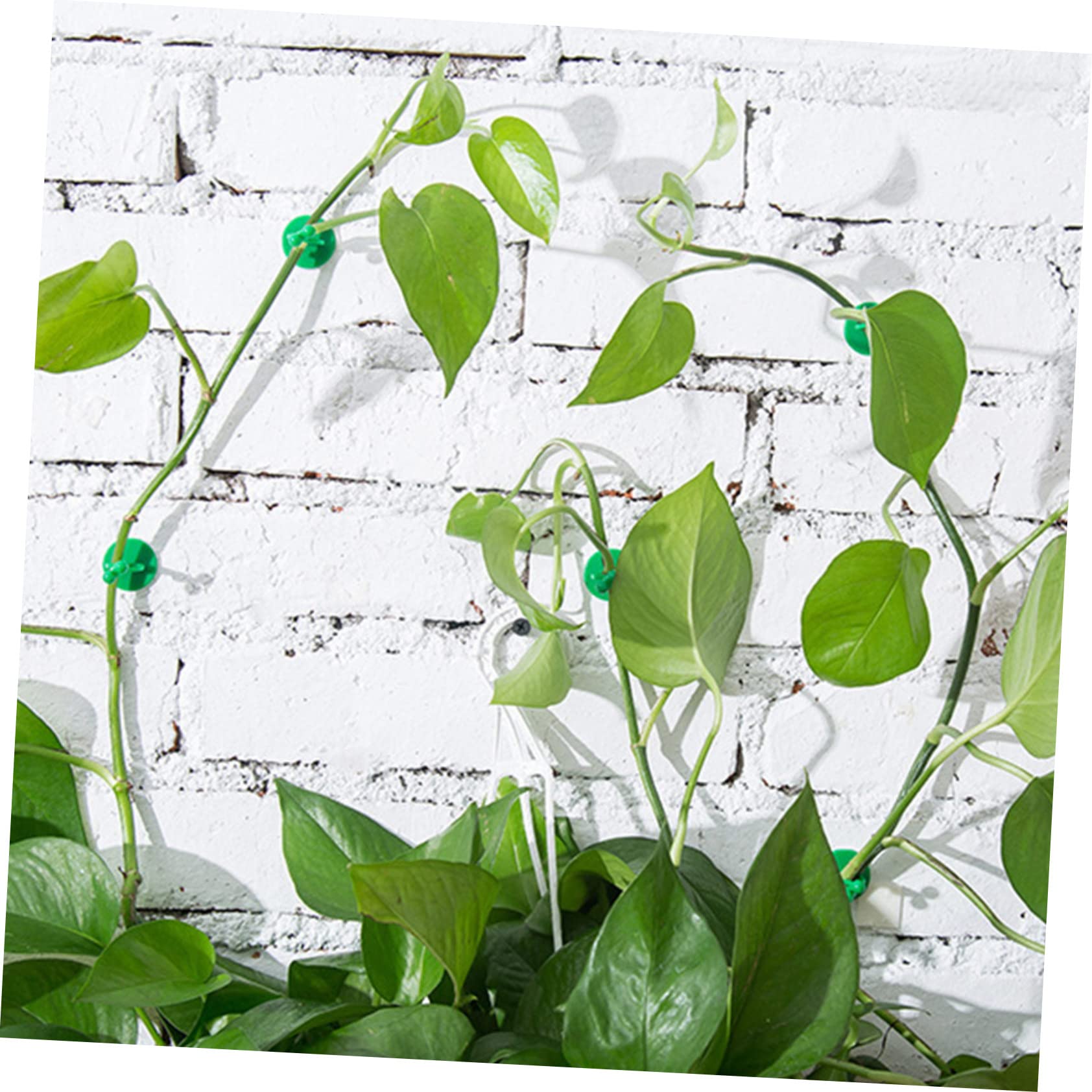 Sosoport 5 Sätze Kletterclip Für Pflanzen Hängender Pflanzer Hängende Künstliche Pflanzen Steht Tomatenpflanzenklammern Klebriger Rebenstützhaken Wand Gartenclips Green Abs 50 Stück * 5
