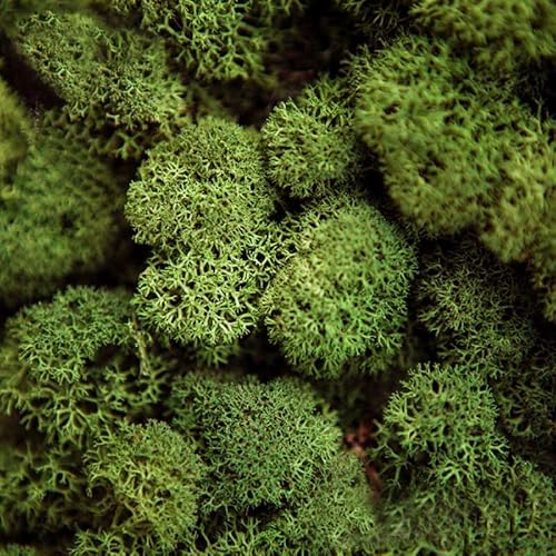 Prefleur Preserved Reindeer Moss Natural Green Diy Kit Gardenning Art Wall Decor Florist Decor Easter Table Decor Wedding Decor (0.85Lb)(Green-06) #TOP1