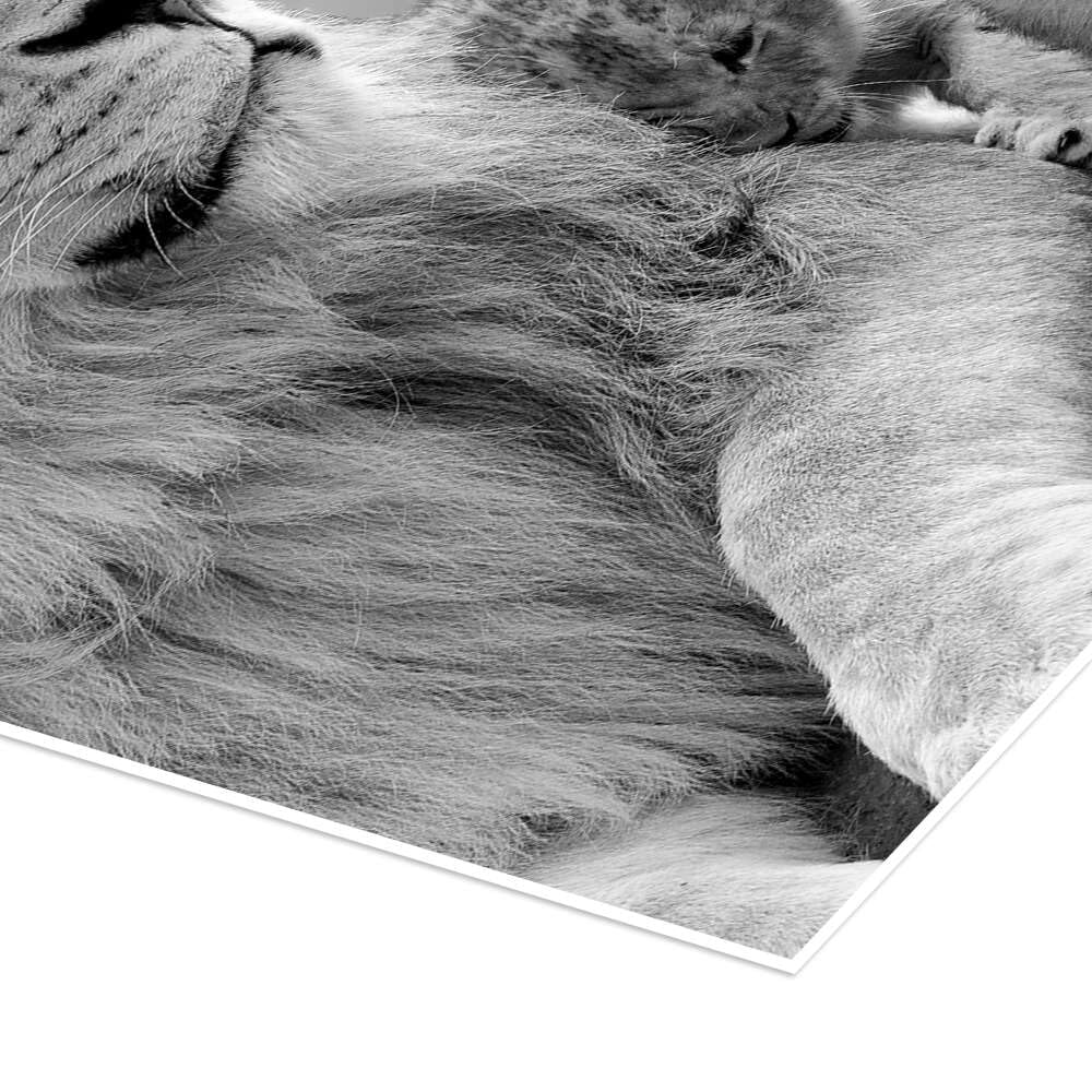 Posterlounge Jóvenes leones en blanco y negro Póster | 100 x 100 cm Blanco y negro Cuadros Decoración para la pared