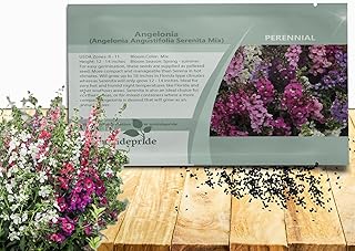 Outsidepride Serenita Mix Angelonia Snapdragon Seeds for Planting - 30 Pcs Perennial Flower Seeds, Pollinator-Friendly, Heat, Humidity & Drought-Tolerant, Compact Growth Habit for Containers