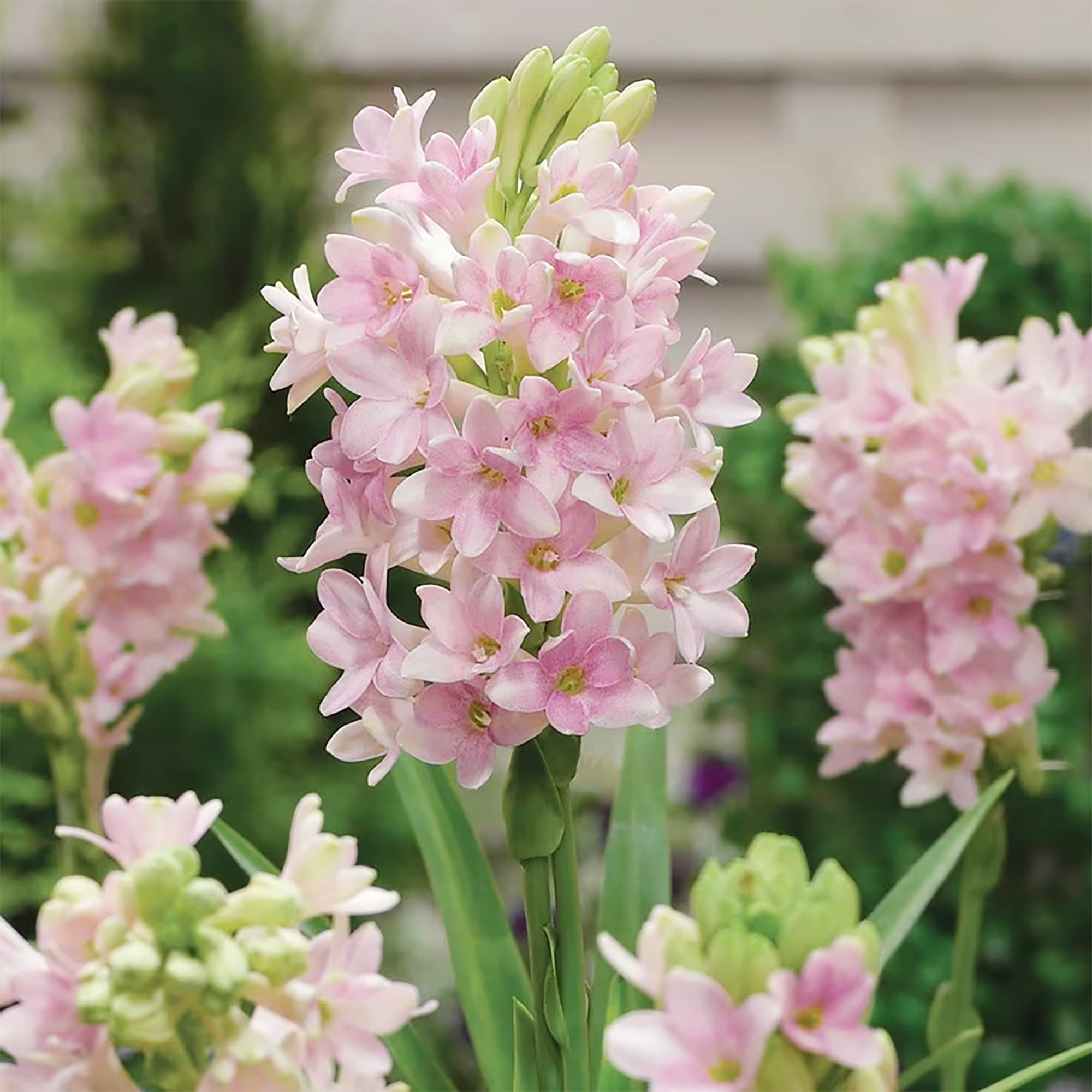 Amazon.com : QAUZUY GARDEN 50 Polianthes Tuberosa (Agave Amica) Seeds for  Planting | Very Fragrant Garden Flower Non-GMO Heirloom Seeds Attract Bees  Butterfly & Hummingbirds : Patio, Lawn & Garden