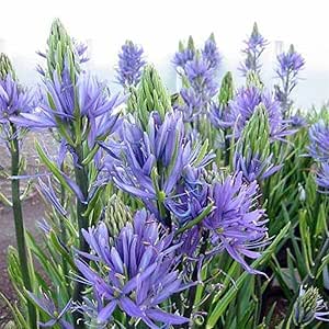 8 Camassia Cusickii (Wild Hyacinth Bulb) Blue star-shaped flowers tall spiky stem