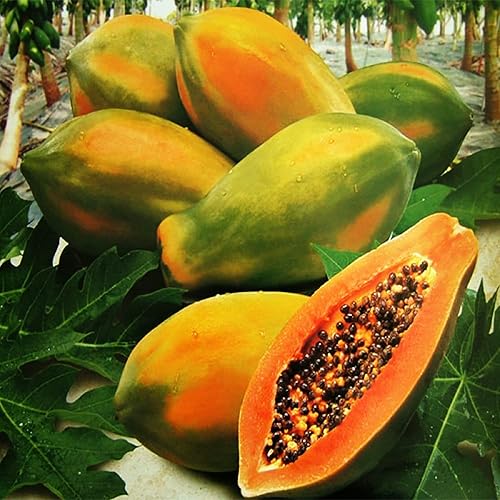 Miniatura 2 de CHUXAY GARDEN Sunrise Papaya semillas de papaya de fresa 25 semillas papaya roja caribeña dulce deliciosa fruta rica en VC regalos de jardinería