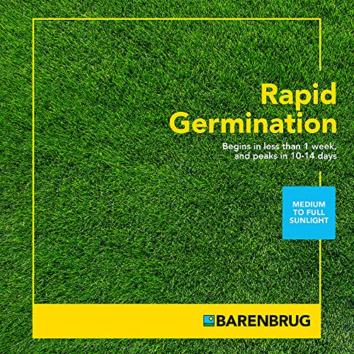 Barenbrug Turf Star Regenerating Perennial Ryegrass Lawn Seed with Yellow Jacket Seed Coating, Fast-Acting Durable Grass Seed Mix for Lawns, 10-lb. Bag