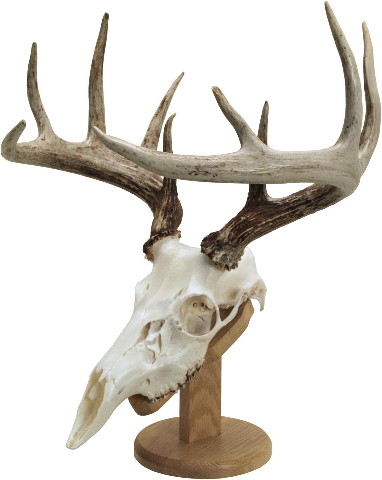 Walnut HollowCountry Solid Wood Skull Display & Mount Kit for Wall or Table Display in Oak