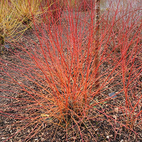 Image of Cornus Common Dogwood Hardy Shrubs Garden Plants 'Anny's Winter Orange' Colourful Coral Orange Autumn Winter Foliage 2 x 9cm Pot by Thompson and Morgan