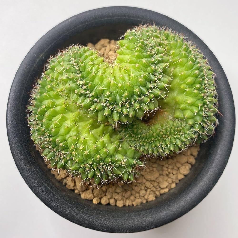 Amazon.co.jp: レア多肉植物 サボテン マミラリア ブカレンシス