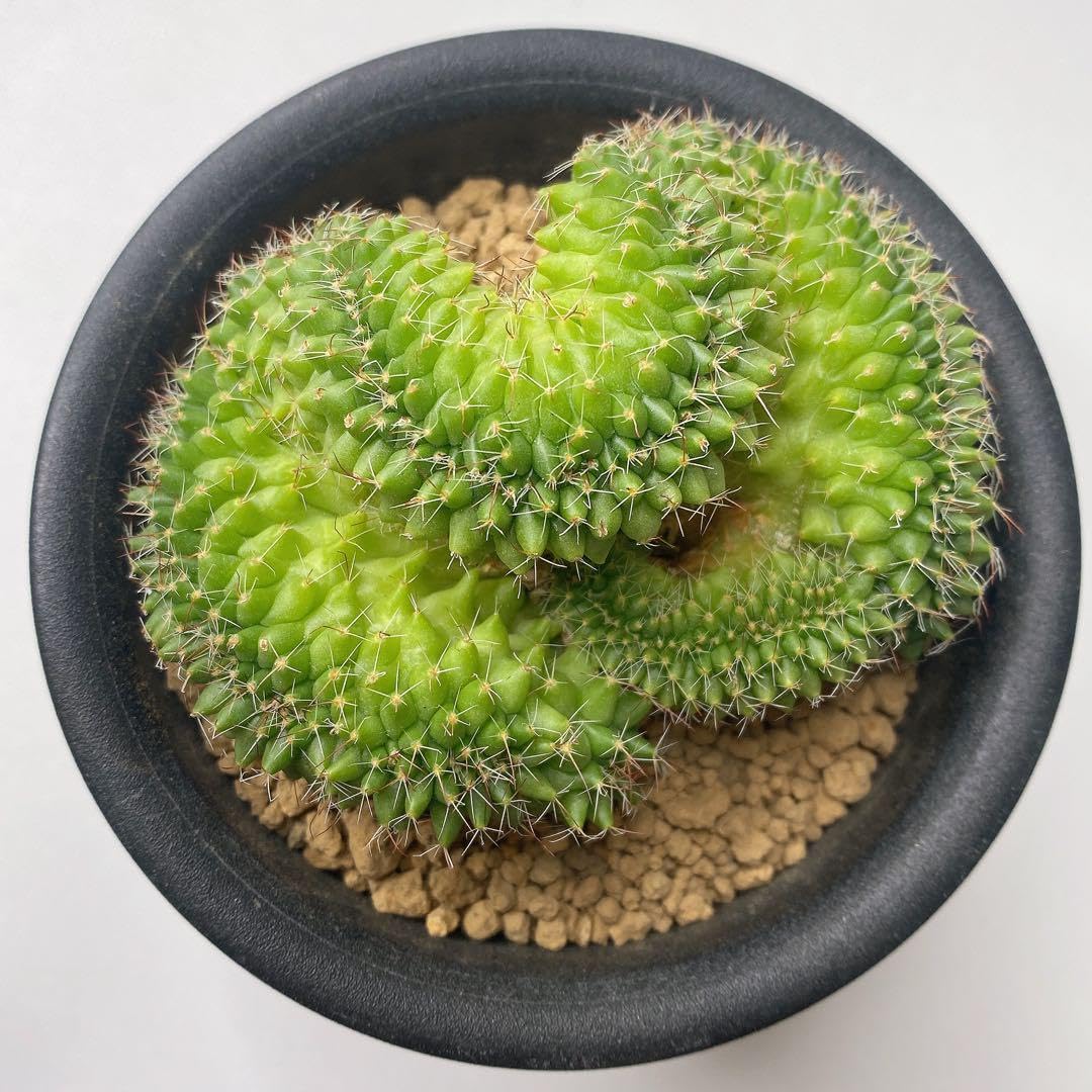 レアサボテンコレクション・マミラリア属・極多毛ブカレンシスinわけけ