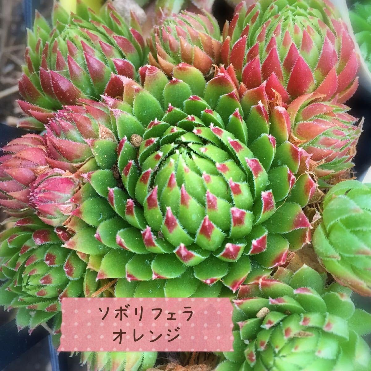 Amazon.co.jp: ジョビバルバ ソボリフェラオレンジ1つセンペルビウム