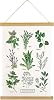 XIAOAIKA Aromatic Herbs Poster Wall Art Prints HD Vibrant Colorful Rustic Style of Herbs Wall Hanging Illustrative Reference Herbs Chart Poster with Wooden Frame for Living Room Office Bedroom Decor