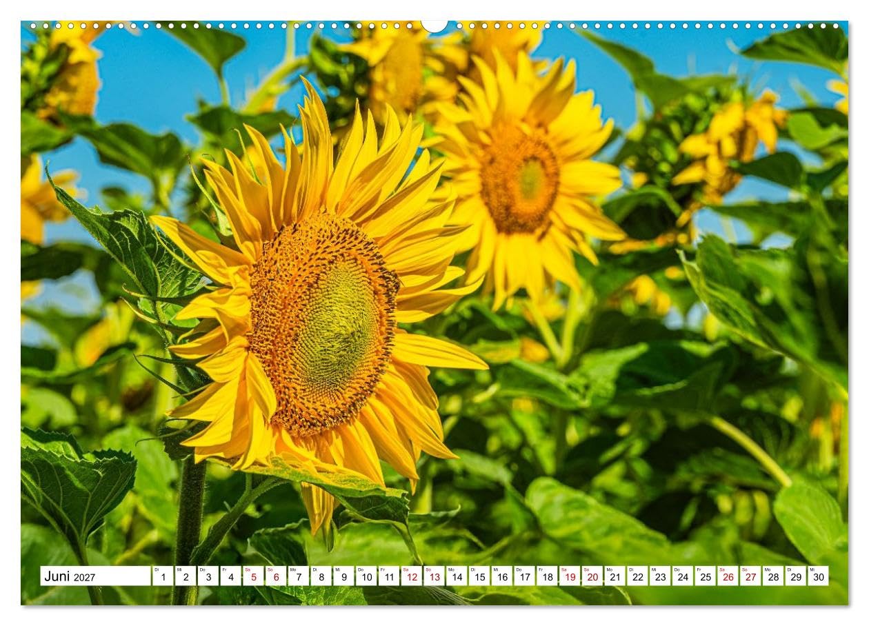 CALVENDO · Sonnenblumen - ein ganzes Jahr voller (Kalender 2027) | DIN A2 Querformat · Wandkalender · Sonnenschein · 13 wunderschöne Sonnenblumenfotos sorgen das ganze Jahr für gute Laune