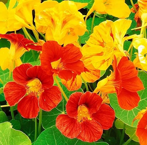 Nasturtium Dwarf Alaska Mix Seeds Flowers for Planting Non GMO 10 Semillas