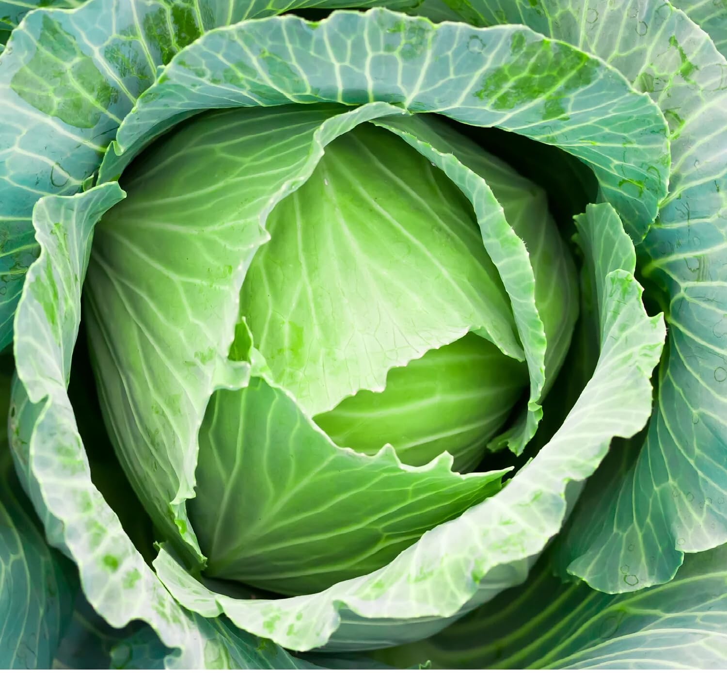 Cabbage Seeds (F1 Hybrid) for Home Gardening | Bandh Gobi Seeds | High Germination Fresh Non-GMO Green Cabbage Seeds for Kitchen Garden, Balcony, Terrace, Pots-image-19