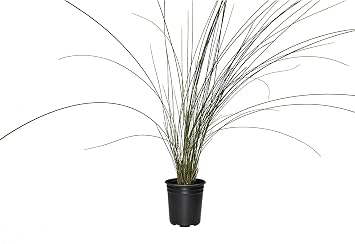 Muhly Grass | 1 Large Trade Gallon Size Plant | Muhlenbergia Capillaris | Pink Plumes, Ornamental Grass, Low Maintenance, Drought Tolerant, Landscaping Plant, Fall Blooming, Garden Accent, Perennial