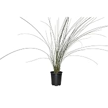 Muhly Grass | 1 Large Trade Gallon Size Plant | Muhlenbergia Capillaris | Pink Plumes, Ornamental Grass, Low Maintenance, Drought Tolerant, Landscaping Plant, Fall Blooming, Garden Accent, Perennial