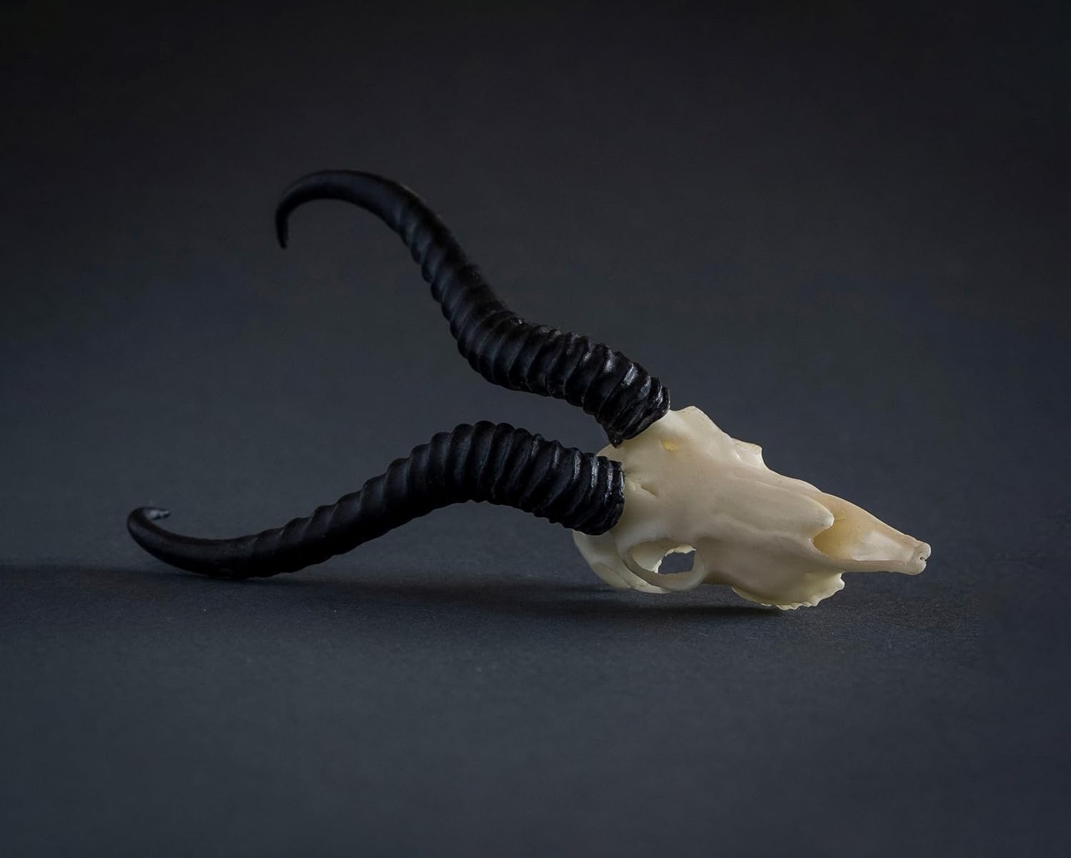 Skullies - Miniature Springbok Skull (3D Printed Animal Skull)