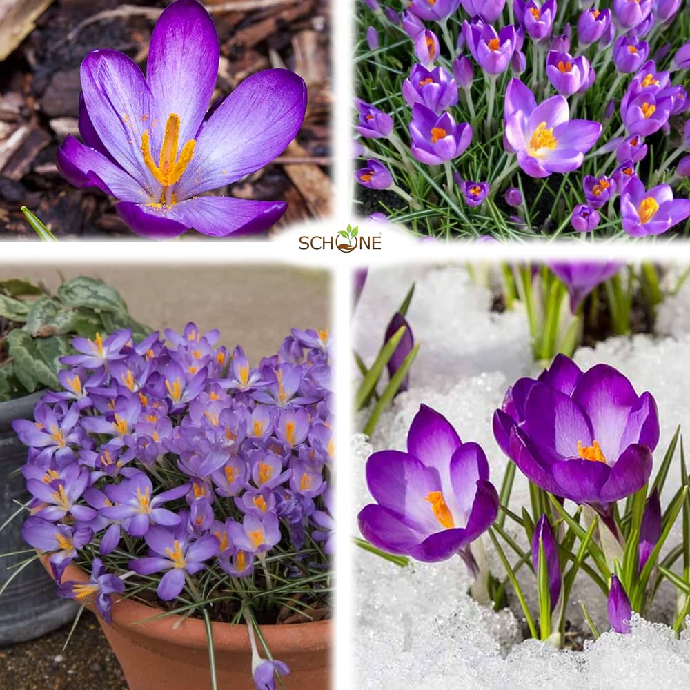 Spring Bulb Identifier Purple Spring Flowers Perennial Identification 10 Popular Spring