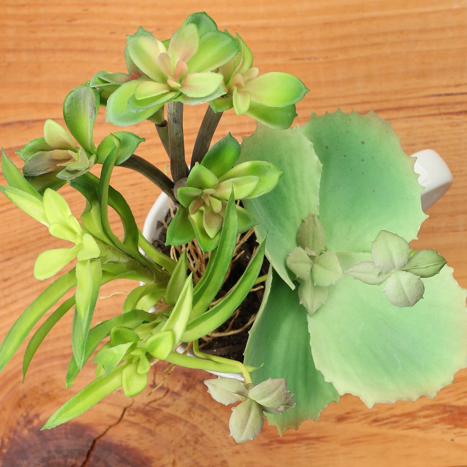 Factory Direct Craft Package of 12 Striped Colored Natural Feathered Butterflies with Attached Clip for Displaying, Crafting and Creating (Black and White)