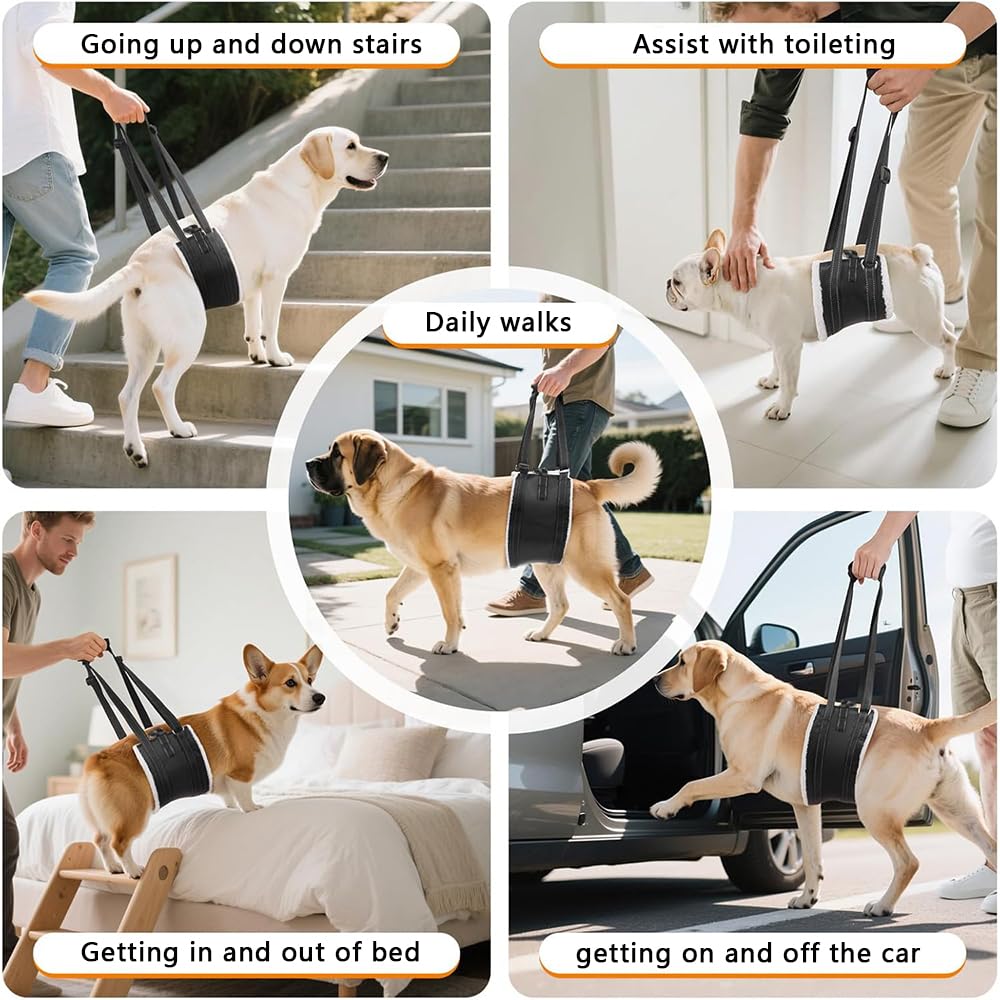 Imbracatura Cani Imbracatura Zampe Posteriori Regolabile Ripristinare la Debolezza Nella Gamba Posteriore per Sostenere Cani Anziani Feriti e Disabili (Nero, L)