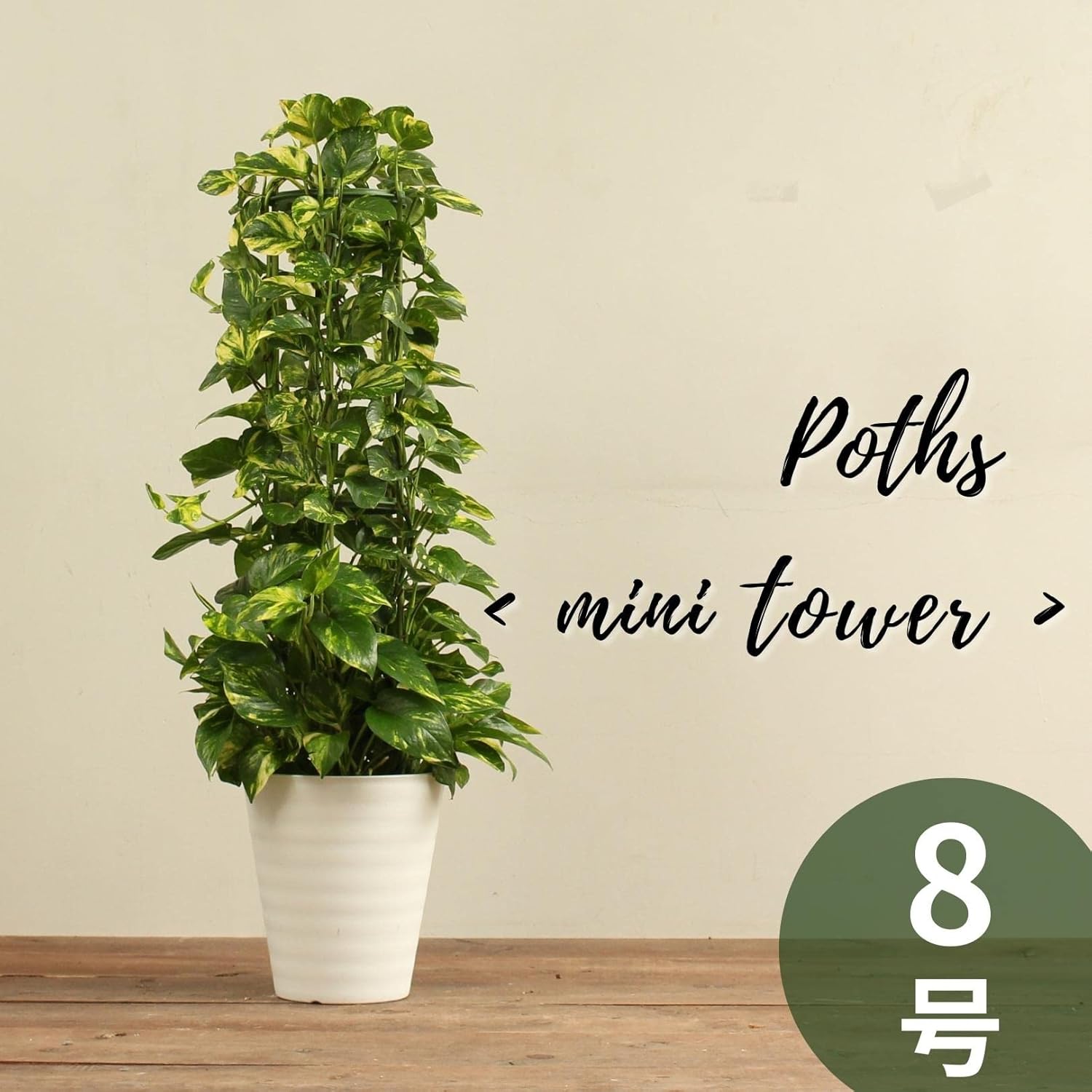人気ブランド ポトス 8号 タワータイプ 受け皿付 Hanapochi ハナポチ Goldandsilver Org