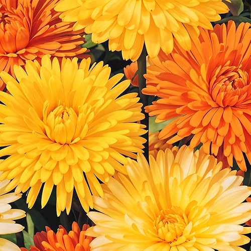 Calendula Art Shades Seeds – Vibrant Multicolour Blooms – Hardy
