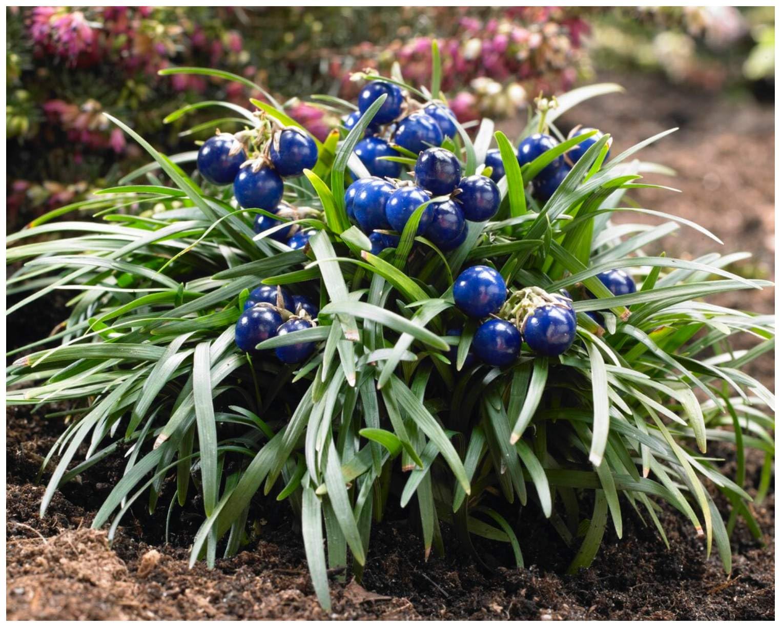 Stauden Gänge 50 x Ophiopogon japonicus 'Nana' Zwerg Schlangenbart