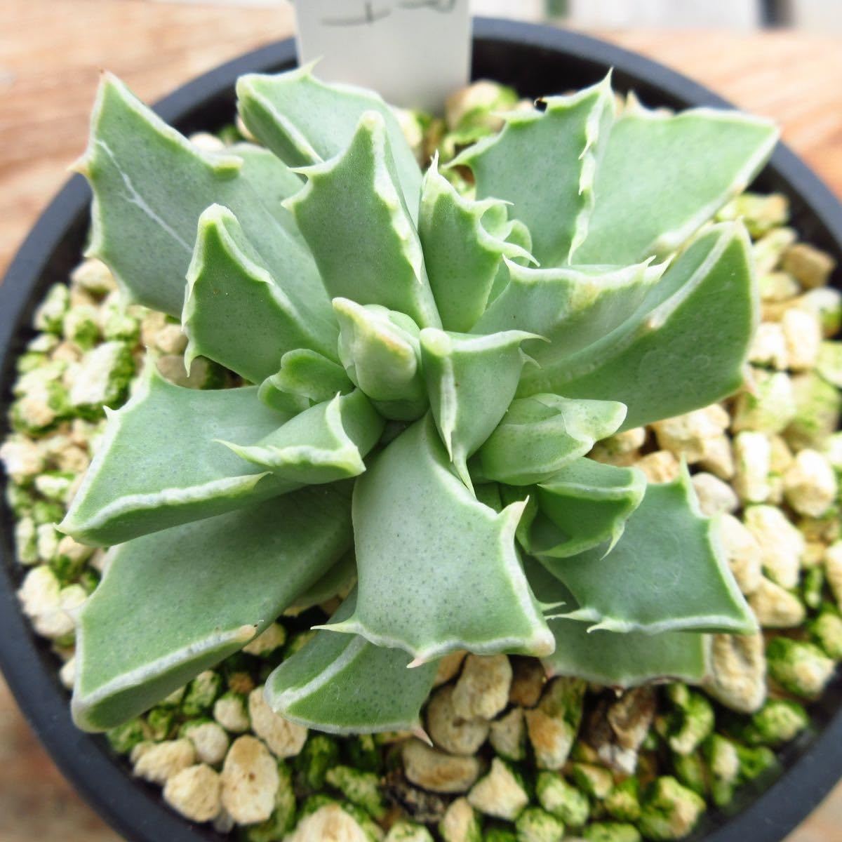 Amazon.co.jp: ！！多肉植物 フォーカリア ボスケアナ 大苗 韓国苗