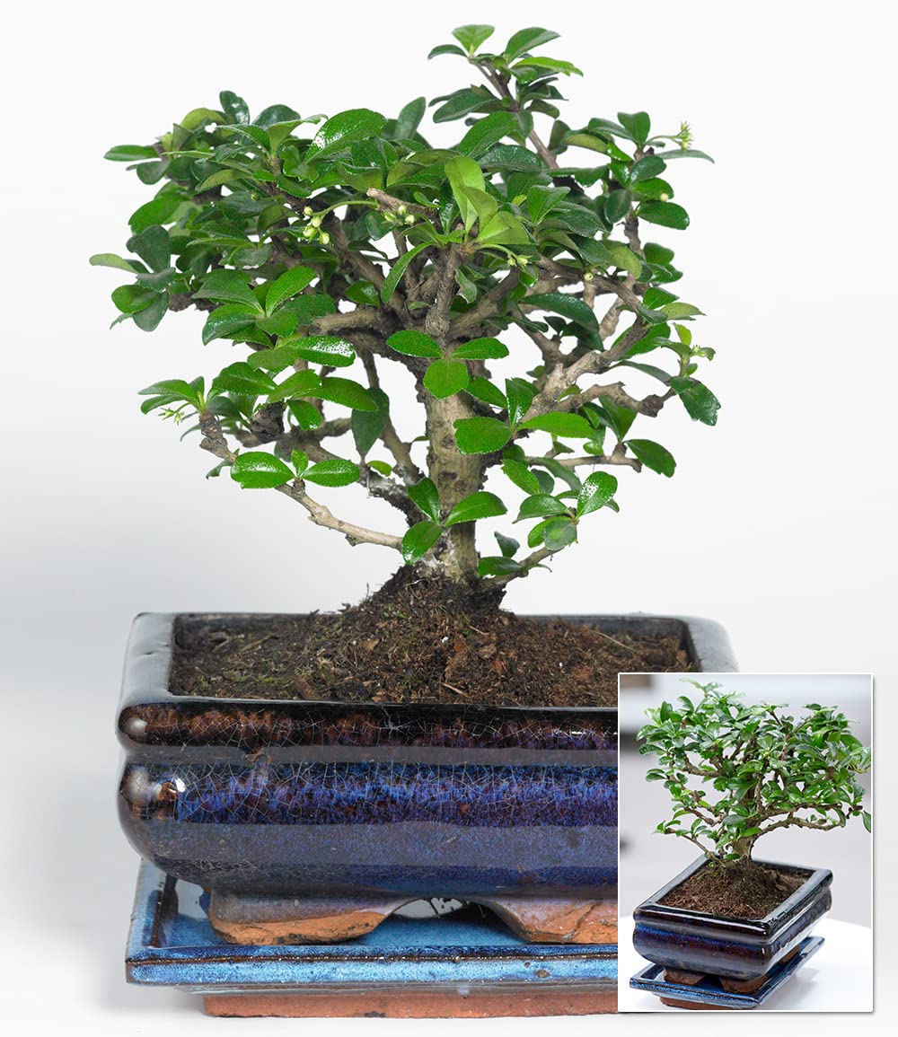 BALDUR Garten Bonsai Carmona Fukientee mit Schale, 1 Pflanze, Zimmer Bonsai  Zimmerpflanze, Grnpflanze, mehrjhrig - frostfrei halten, Bonsai Carmona  microphylla : Amazon.de: Garten