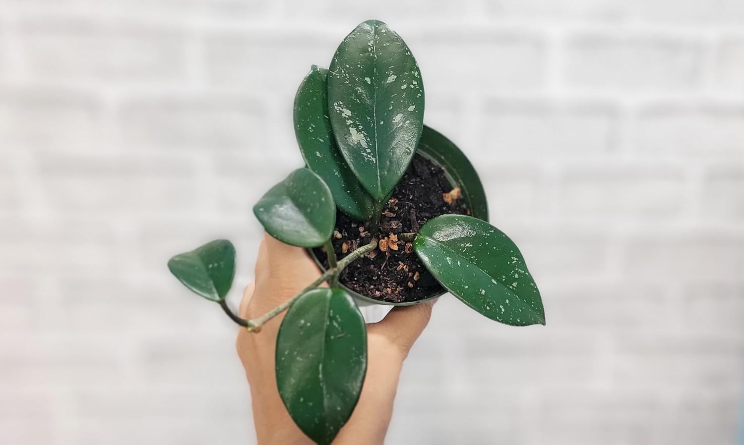 Hoya Verticillata 'Acuta' Live Rare Exotic Tropical Indoor Houseplants in 4 Inch Pot, Ideal Live Indoor Plants for Home or Office Decoration, Housewarming Gift by 3exoticgreen
