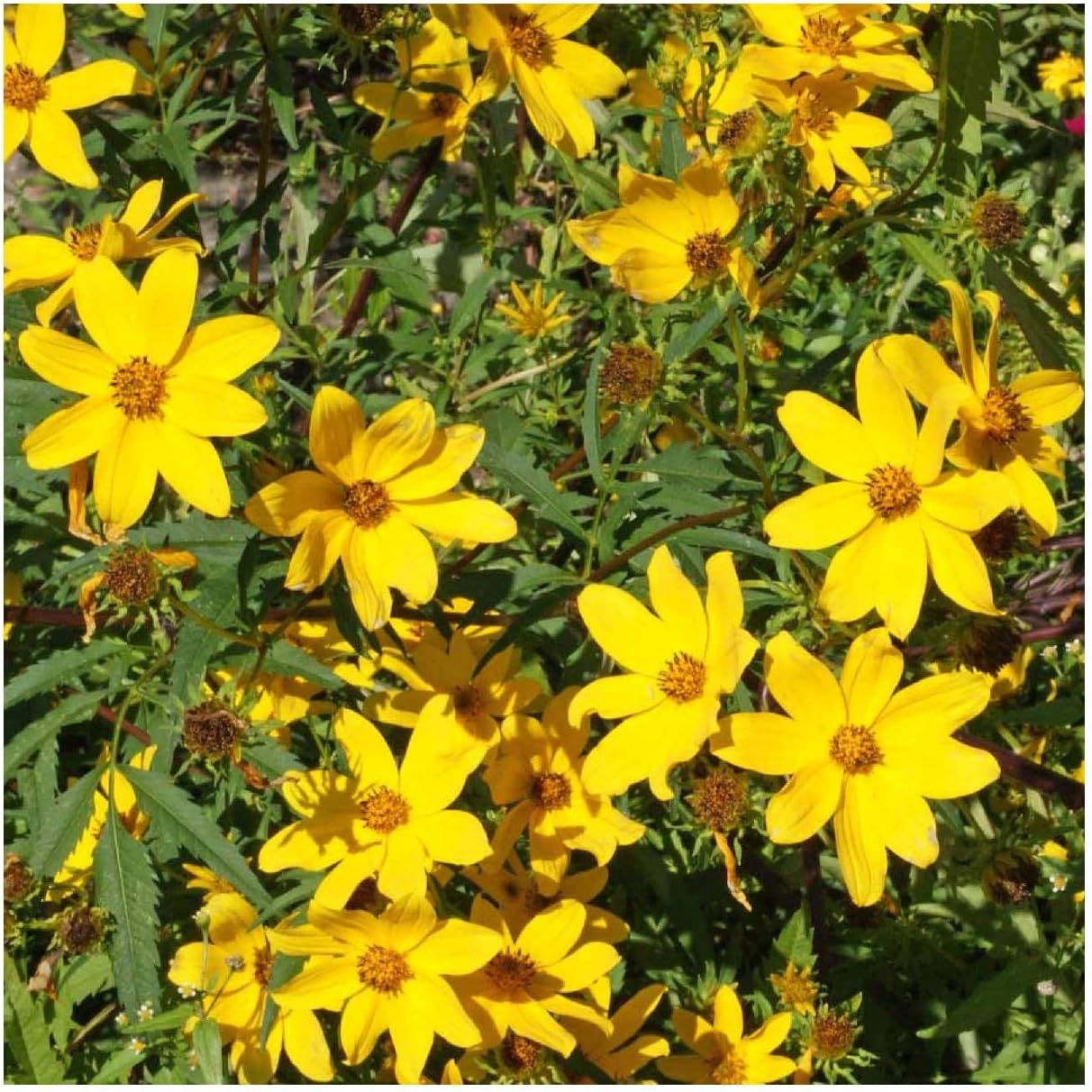 Everwilde Farms - 1 Lb Swamp Marigold Native Wildflower Seeds - Gold Vault