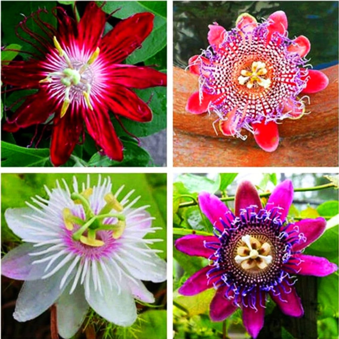 Amazon.com : 50pcs Mix Color Passion Flower Seeds Rare Potted