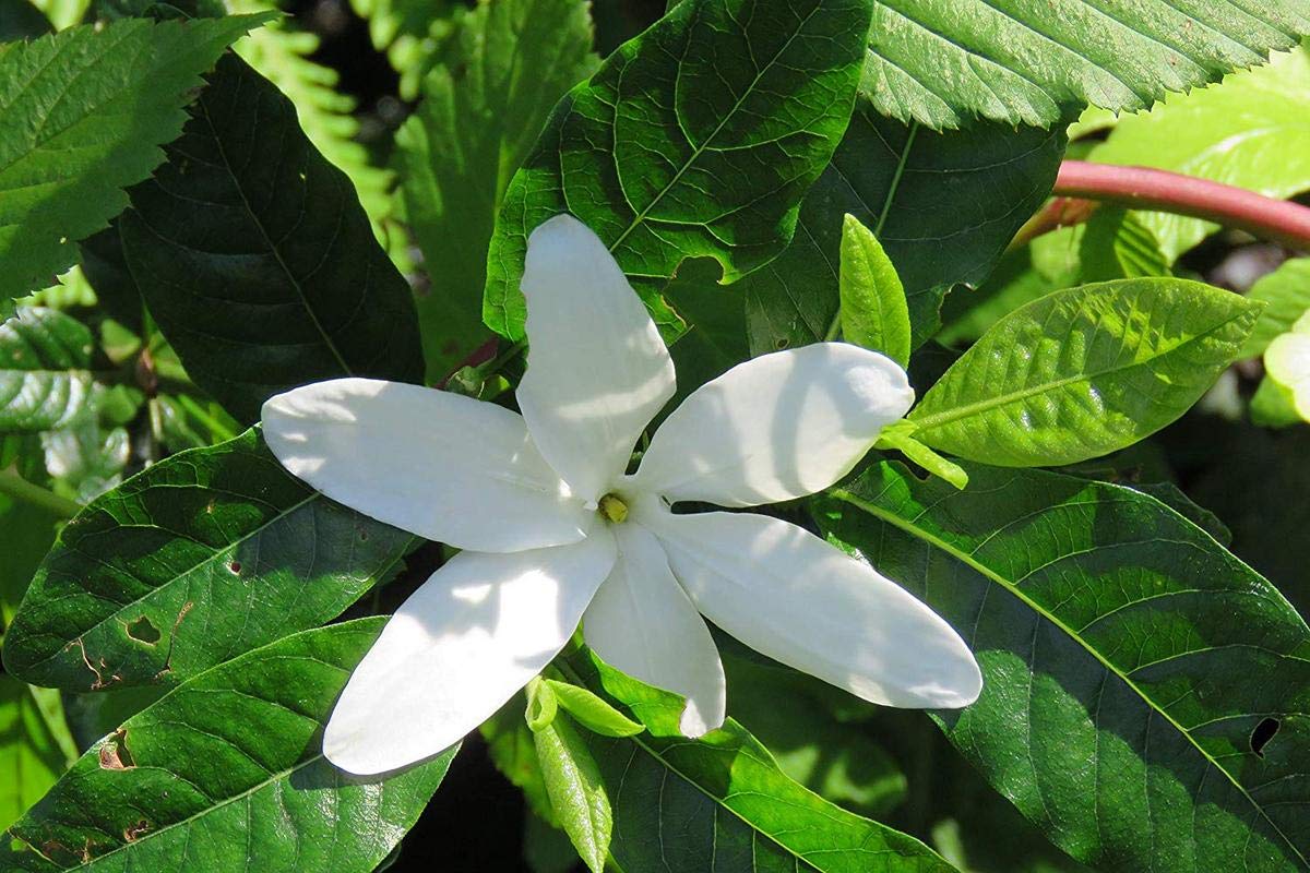 Plants Point Dwarf Rare Imported Asafoetida Hing/Gardenia Gummifera/Kaayam Live Plant (B081NS87V1) Amazon Price History, Amazon Price Tracker