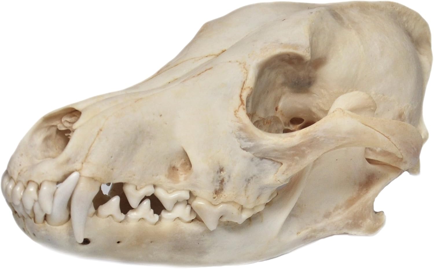 Real Bone Coyote Skull