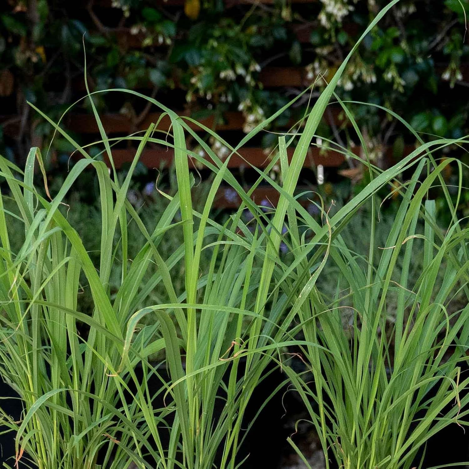 2 Lemongrass, Live Plant in 4-inch Pots, Cymbopogon Citratus, West Indian Lemongrass, Fully Rooted for Kitchen Garden