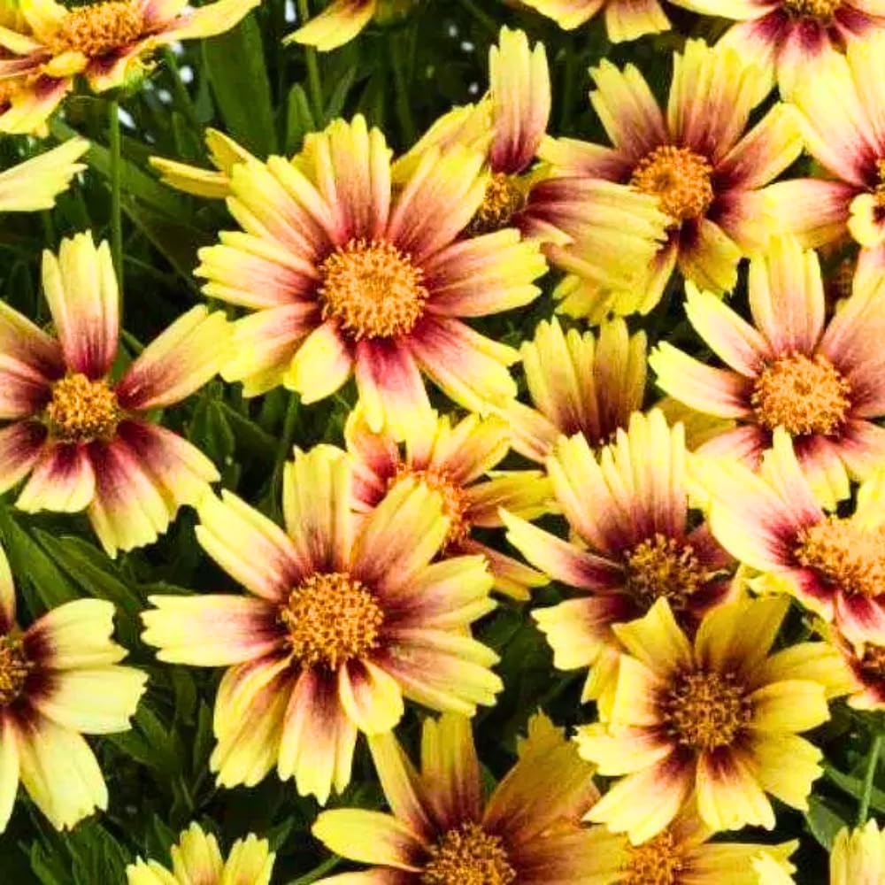 Coreopsis Live Plant - Sunset Burst Coreopsis Flowers Perennial - in 3.5 Inch Pot - Tickseed Coreopsis Plants Home Garden