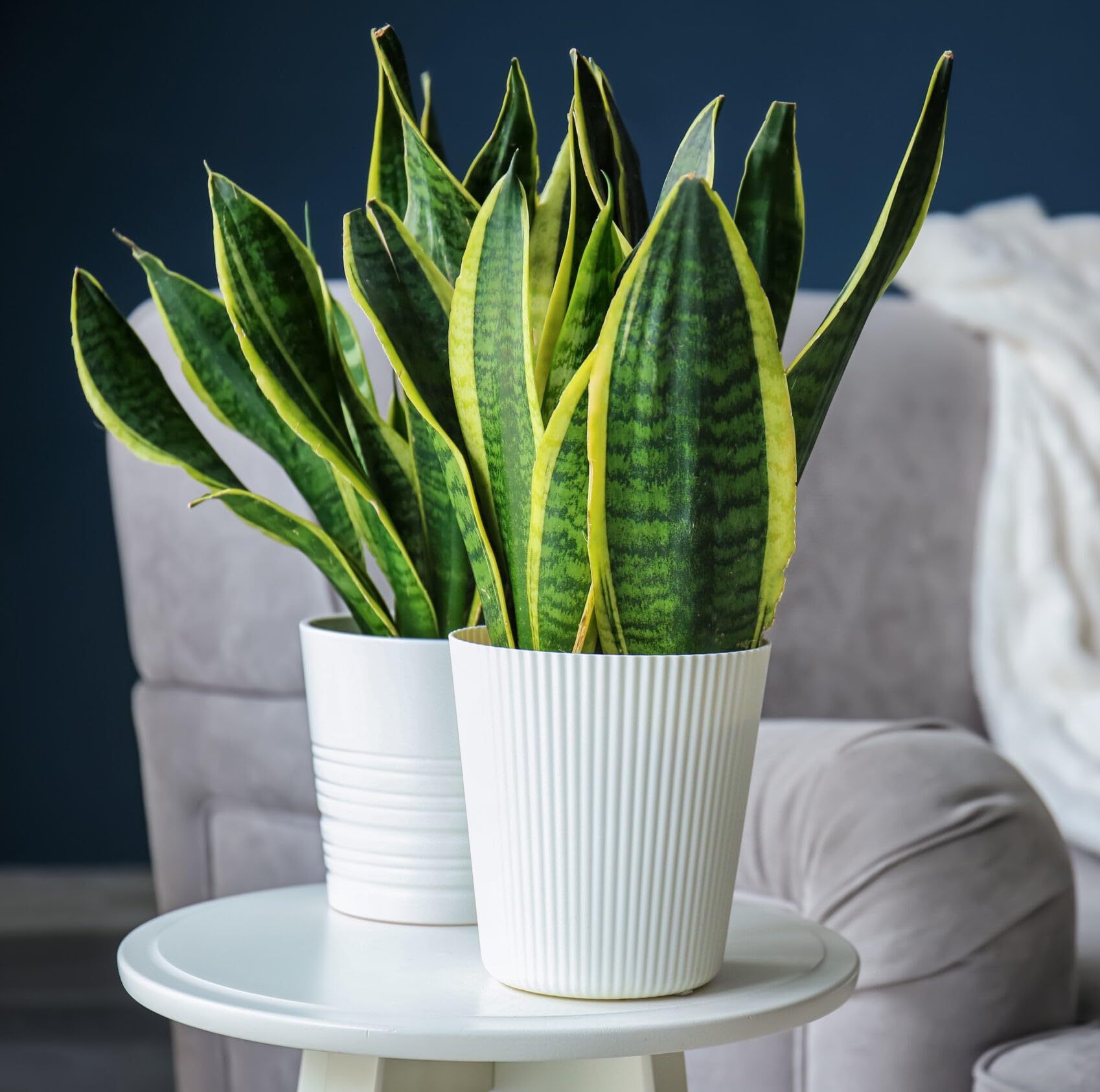 See full amazon price history chart for Plantoos Combo Pack of 2 Snake Plant | Good Luck Snake Plant | Snake Plant Indoor Live Plant | Snake Plant With Pot | Indoor Plants For Living Room | Indoor Plants With Pots For Home Plantoos Combo Pack of 2 Snake Plant | Good Luck Snake Plant | Snake Plant Indoor Live Plant | Snake Plant With Pot | Indoor Plants For Living Room | Indoor Plants With Pots For Home (B0CY5V11RV) Amazon Price History, Amazon Price Tracker