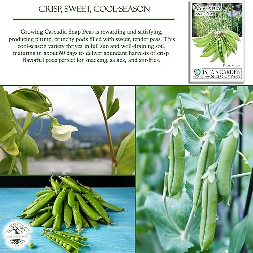 Miniatura 4 de Cultiva crujientes y dulces guisantes cascadia: más de 50 semillas de reliquia sin OMG de Isla's Garden Seeds, cápsulas tiernas para aperitivos,