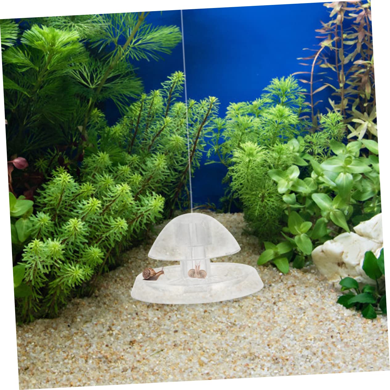 Sosoport 5 Sätze Schneckenfalle Aquarium Bausatz Draußen Schneckenbecken Tank Fangen Fangbecken Für Fische Kleine Nagelfalle Transparenter Schneckenfänger Fischfalle Plastik 2 Stück * 5