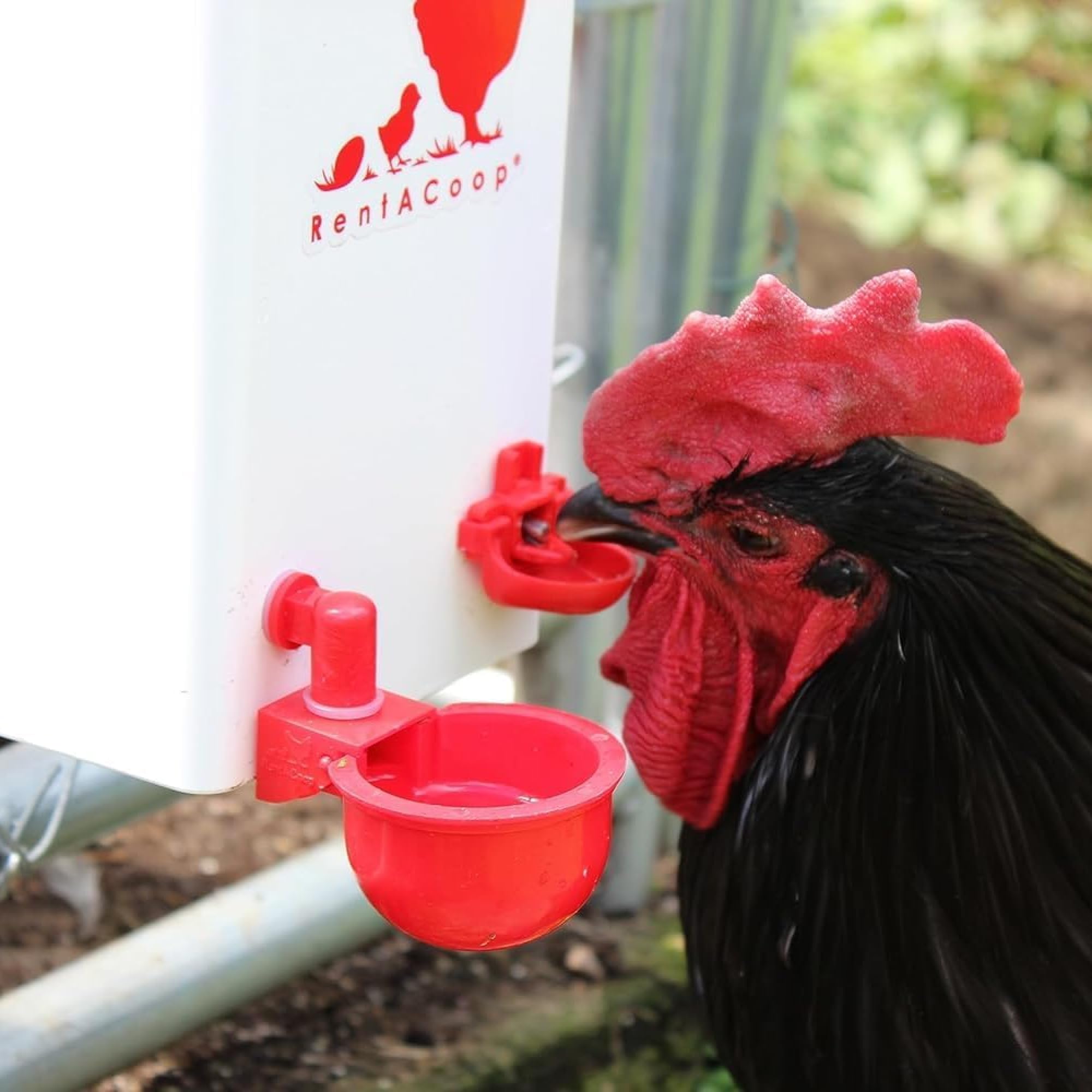 Regadera pequeña para jaula - Capacidad de 1 galón para pollitos/codornices/palomas/aves de juego