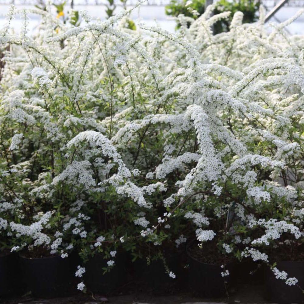 Spiraea x cinerea 'Grefsheim' - White Flowering Hardy Shrub - RHS Award Winner - Easy to Grow for Wildlife Gardens – 2X 10 Litre Potted Plants by Thompson & Morgan