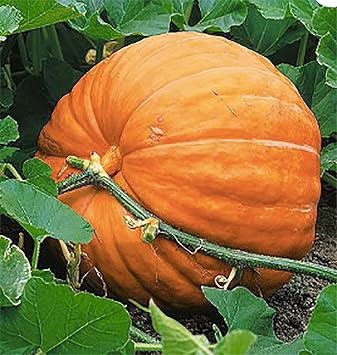 Giant Pumpkin Seeds for Planting 10 Dills Atlantic Seeds for Record-Breaking Pumpkins! Vegetables for Outdoor Planting Grown in The USA