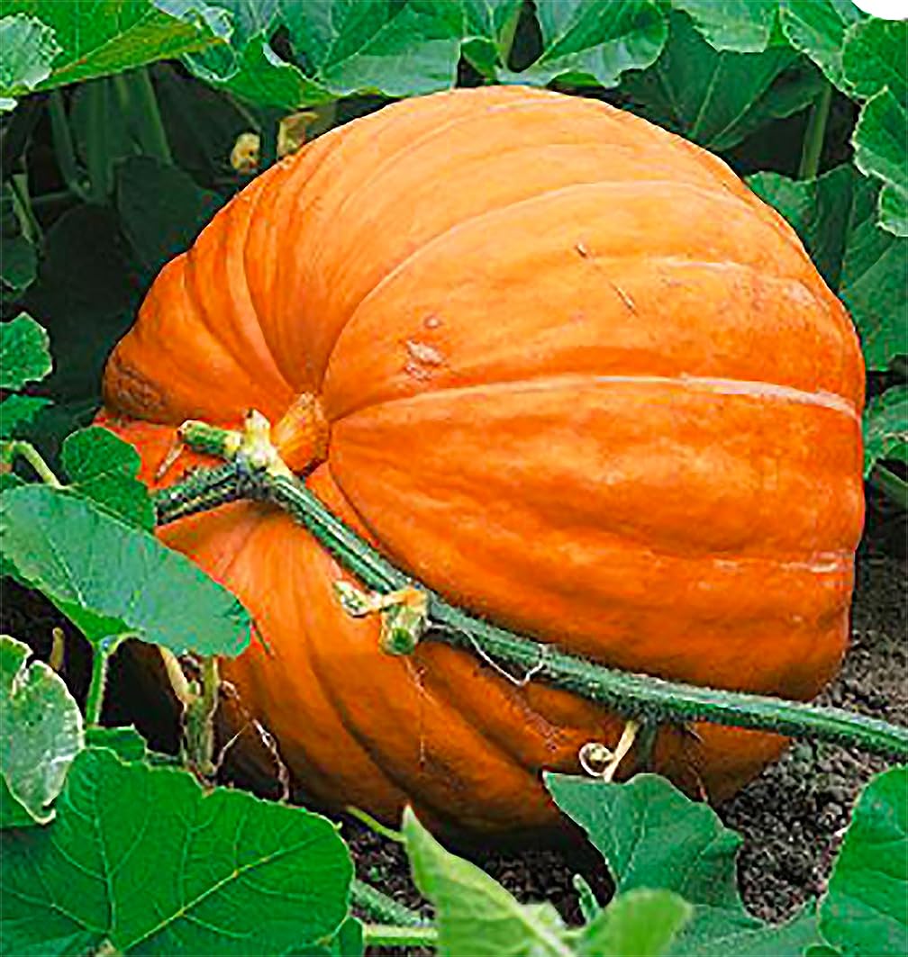 Giant Pumpkin Seeds Dills Atlantic