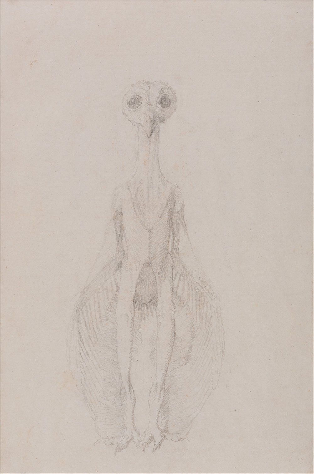 Cuadro de la estructura anatómica del cuerpo humano por George Stubbs