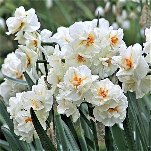 Eden Brothers Daffodil Bulbs (Double) - Sir Winston Churchill Non-GMO Bulbs for Planting, 10 Bulbs | Low-Maintenance Flower Bulbs, Plant During Fall Season, Zones 3, 4, 5, 6, 7, 8, 9