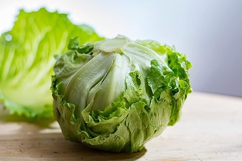 Miniatura 7 de 500 semillas de lechuga iceberg para plantar, semillas de vegetales de primera calidad cultivadas en Estados Unidos sin OMG para plantar jardín en