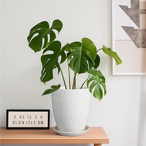 Miniatura 4 de Maceta de Cerámica de 8 Pulgadas, Maceta Redonda con Agujero de Drenaje y Platillo, Maceta Moderna para Plantas de Interior y Exterior, Blanca