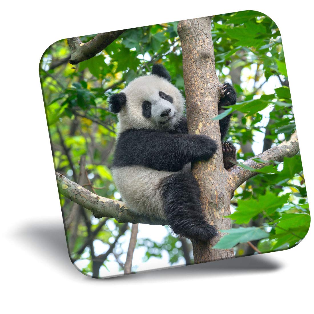 Destination Vinyl Ltd Fridge Magnet - Cute Panda Bear Sitting In Tree 21990