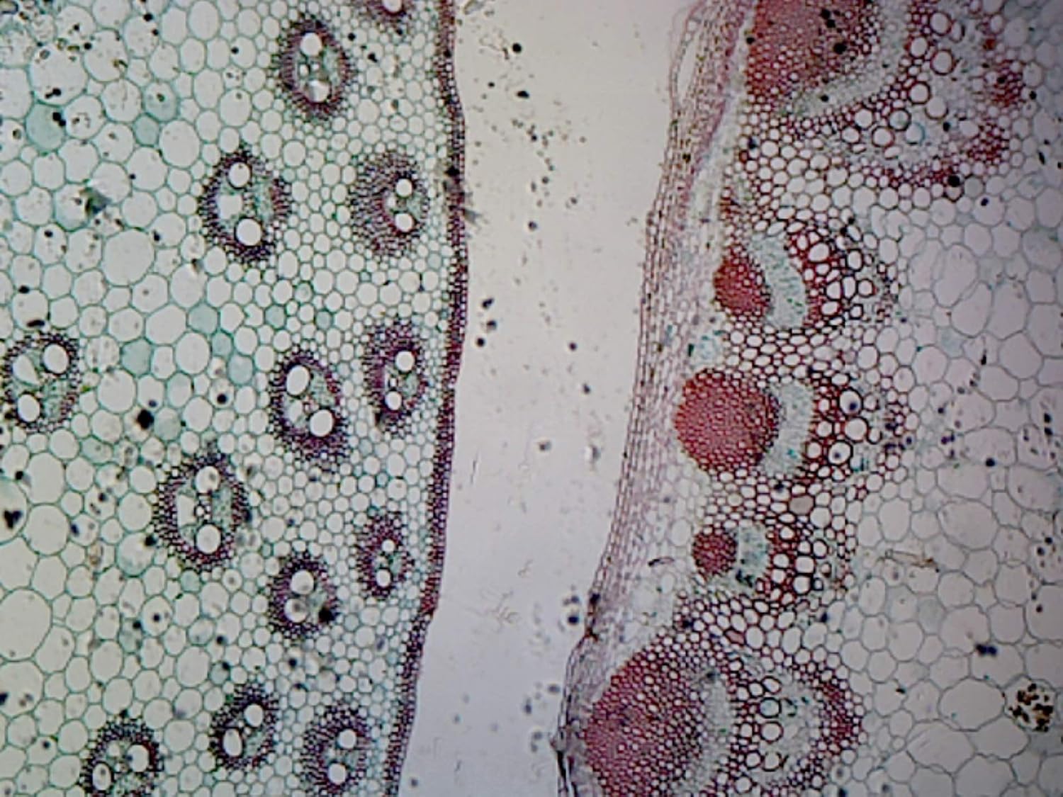 PS0013: Monocot and Dicot Stem in Comparision - Microscope Slide