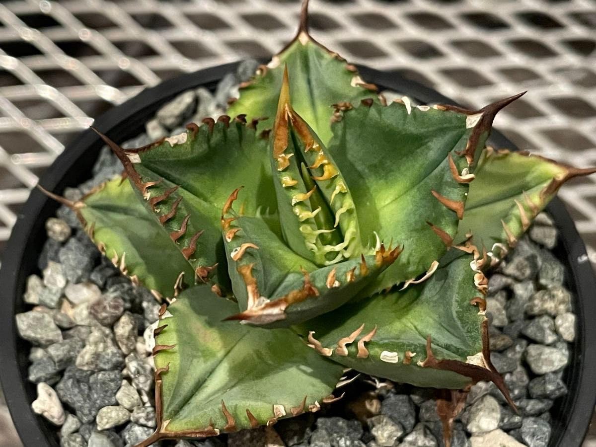 アガベ シエラミクスティカ 鉢植え Agave Sierra mixteca アガベ