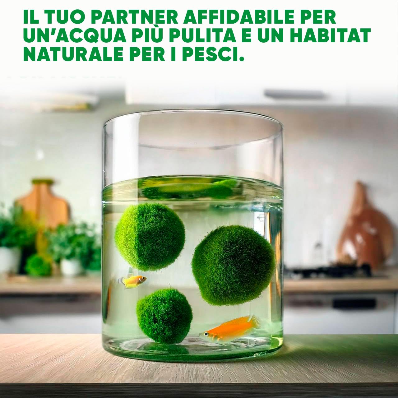 Marimo Alga Viva - 21 - Alga Palla Naturale per Acquario Piante Vere Acquario Acqua Dolce Ecosistema Autosufficiente Marimo Regalo, Moss Ball 2-4 cm per Nano e Grandi Acquari
